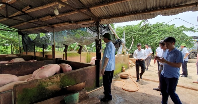 Khu chăn nuôi và giết mổ trái phép bị lực lượng chức năng phát hiện, kiểm tra