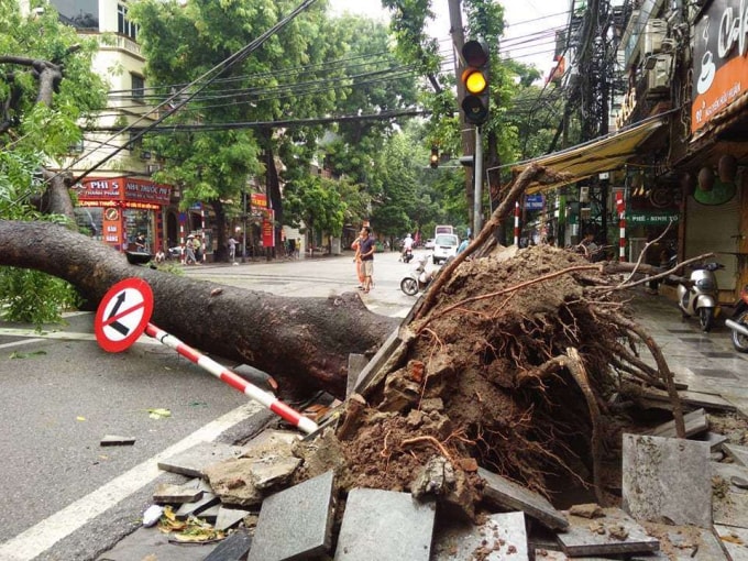 Do ảnh hưởng của cơn mưa kéo dài, tại trước cửa nhà 92 Nguyễn Hữu Huân, Hoàn Kiếm một cây xà cừ đã bật gốc và đổ vào rạng sáng ngày 1/9. Ảnh TL.