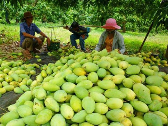 Đối với các lô quả có múi và xoài tươi xuất khẩu phải được sản xuất từ các vườn đã được cơ quan kiểm dịch thực vật kiểm tra và đảm bảo không nhiễm ruồi đục quả. Ảnh minh họa