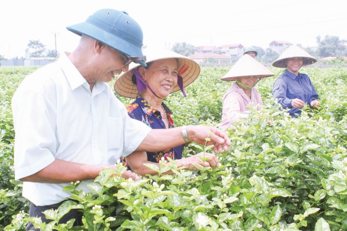 Cây hoa nhài đã và đang là cây trồng đem lại cuộc sống ấm no cho người dân nơi đây.