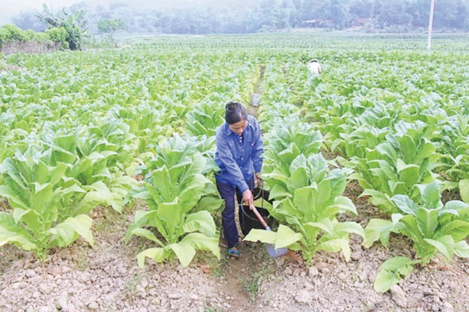 Thuốc lá – Một trong những cây trồng mang lại giá trị cao cho người dân Nà Sác.