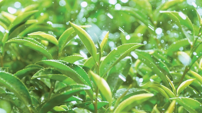 Từ xa xưa trà xanh đã trở thành thức uống yêu thích của người Việt.