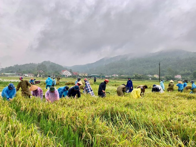 Hơn 100 đoàn viên thanh niên huyện Nghi Xuân (Hà Tĩnh) giúp bà con thôn 5, thôn 6 ở xã Xuân Hồng, huyện Nghi Xuân thu hoạch diện tích lúa còn lại.
