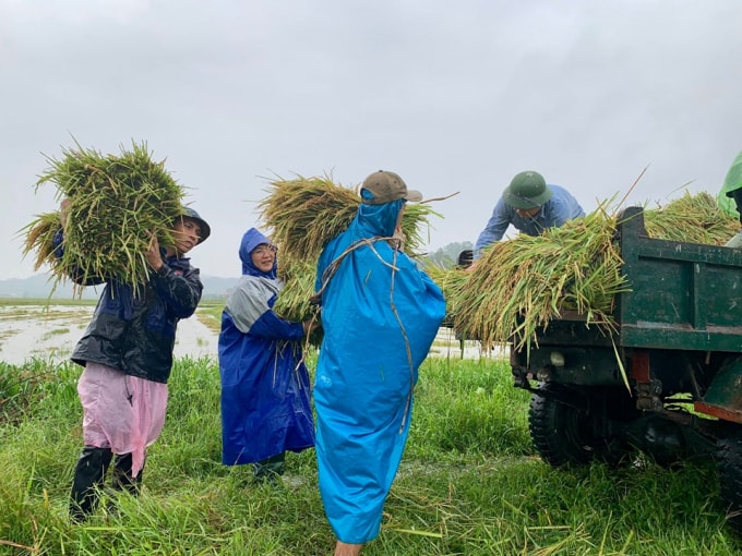 Người dân phải hối hả tập trung thu hoạch hết diện tích lúa còn lại, hạn chế tối đa thiệt hại của lũ lụt.
