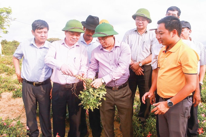 Đ/c Lê Minh Ngân- PCT UBND tỉnh Quảng Bình cùng lãnh đạo các ngành và các địa phương kiểm tra mô hình trồng Sâm Bố Chính tại thị trấn Nông trường Việt Trung, huyện Bố Trạch. Mô hình được Công ty TNHH Nông nghiệp công nghệ cao Tuệ Lâm triển khai.