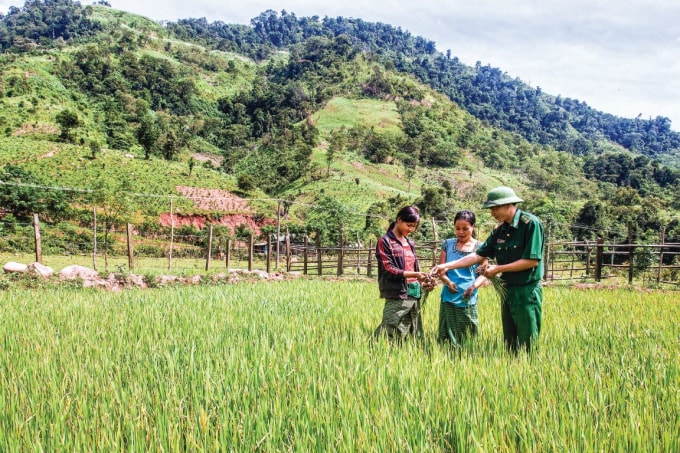 Bộ đội biên phòng hướng dẫn bà con dân tộc trồng lúa nước.