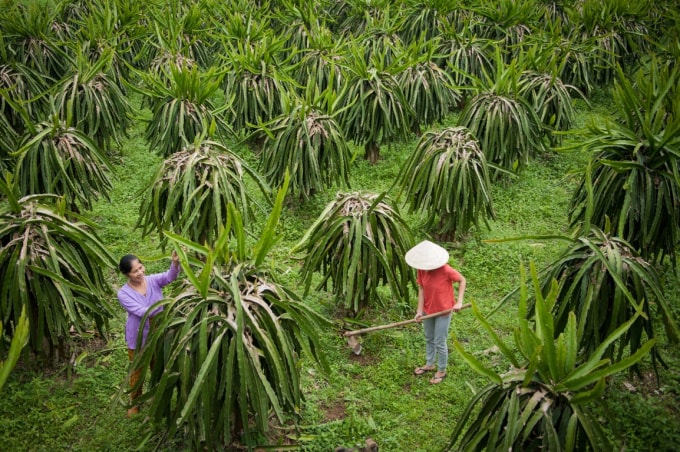 Cây Thanh long phát triển tốt trên vùng đất Minh Hóa.
