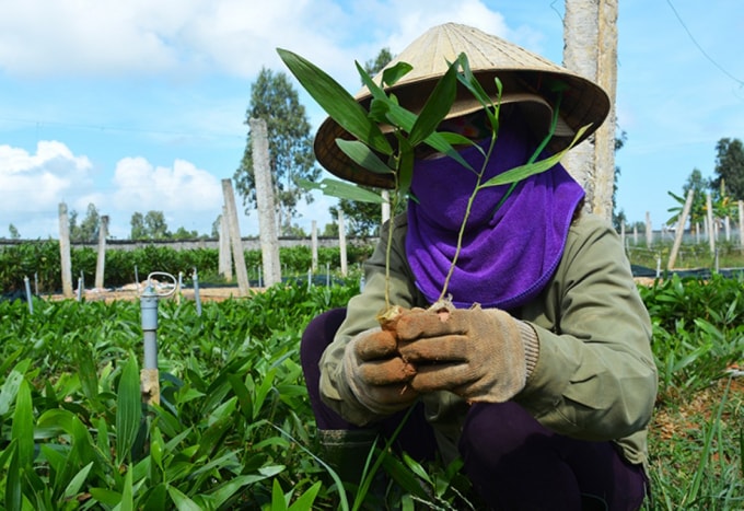 Chăm sóc nguồn giống, phục vụ tốt công tác trồng rừng tại Trại giống huyện Bố Trạch Quảng Bình.