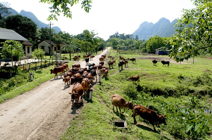 Đàn bò của đồng bào dân tộc xã Thượng Hóa.