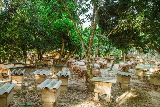 Nuôi ong lấy mật ở xã Xuân Hóa.