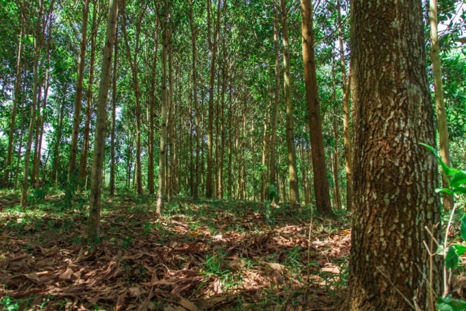 Rừng trồng gỗ lớn.