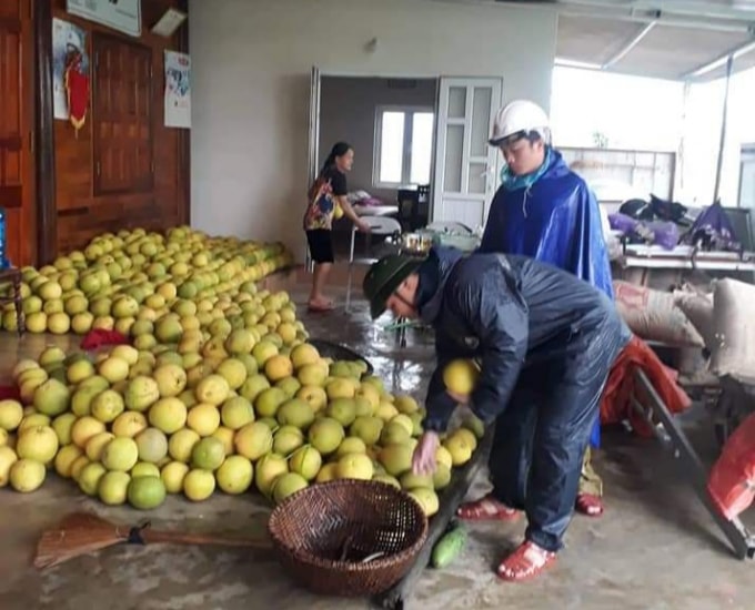 Gần 2000 ha bưởi Phúc Trạch ở huyện Hương Khê bị ngập lụt cần được 