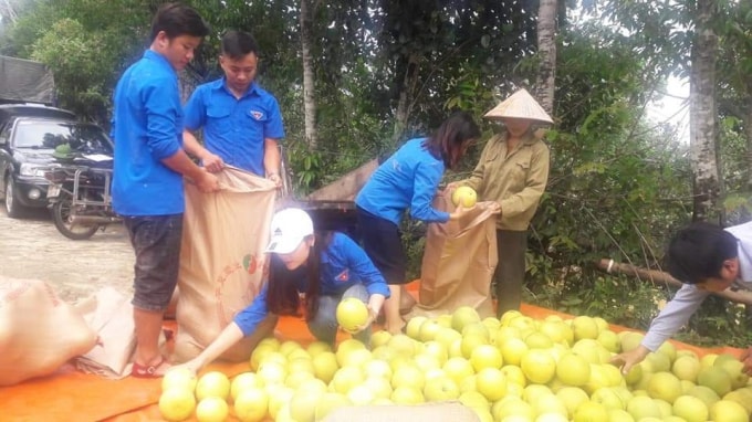 Các tình nguyện viên đã đến tận nơi hỗ trợ thu gom, vận chuyển bưởi từ huyện Hương Khê về thành phố Hà Tĩnh để tiêu thụ giúp người dân vùng lũ
