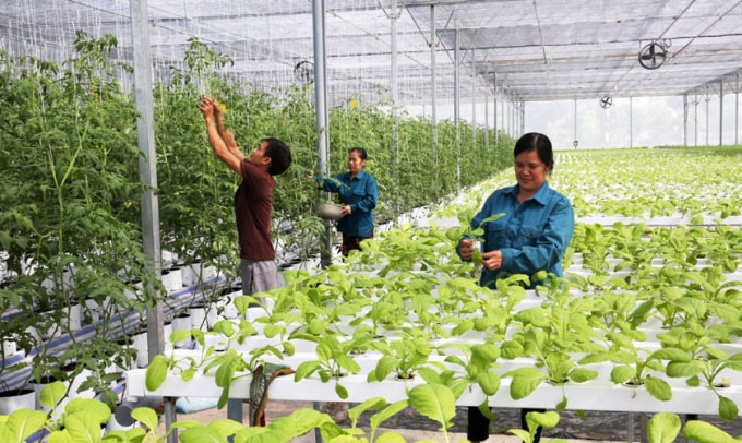 Đến hết ngày 30/6/2019, cả nước đã có 14.502 hợp tác xã nông nghiệp, trong đó có tới 55% hoạt động hiệu quả (trước 2015 chỉ có khoảng 15% tổng số hợp tác xã nông nghiệp hoạt động có hiệu quả). Ảnh: internet