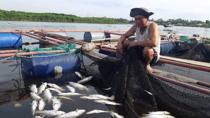 Người dân xã Thạch Sơn, huyện Thạch Hà thất thần bên những lồng bè đầy cá chết trắng