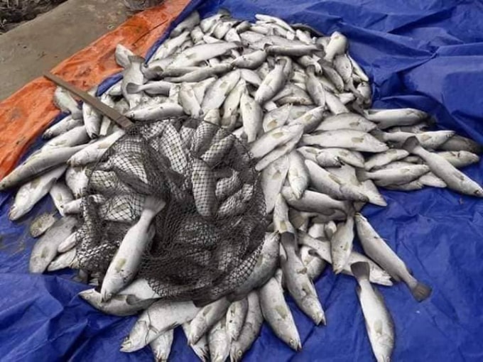 Người dân vớt cá chết trong các lồng bè dưới sông lên bờ