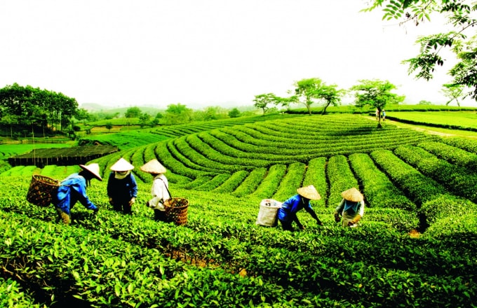 Ưu tiên bố trí nguồn lực để thực hiện chính sách khuyến khích, hỗ trợ phát triển kinh tế tập thể. (Ảnh minh họa)