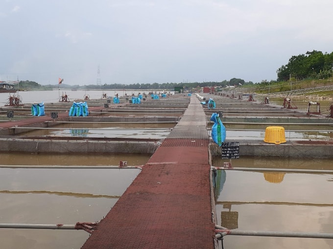 Mô hình nuôi cá Lăng đen tại Thuận Thành, Bắc Ninh.