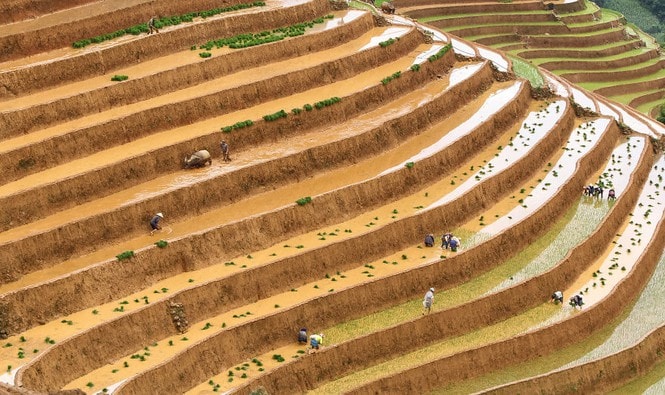 “Làm ruộng” - Những thửa ruộng bậc thang ở miền bắc Việt Nam. Tác giả: Diep Van