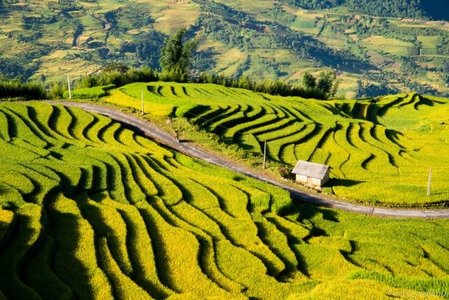 Thửa ruộng bậc thang mùa lúa chín là điểm hút khách đến với Sapa vào mỗi dịp Thu sang.
