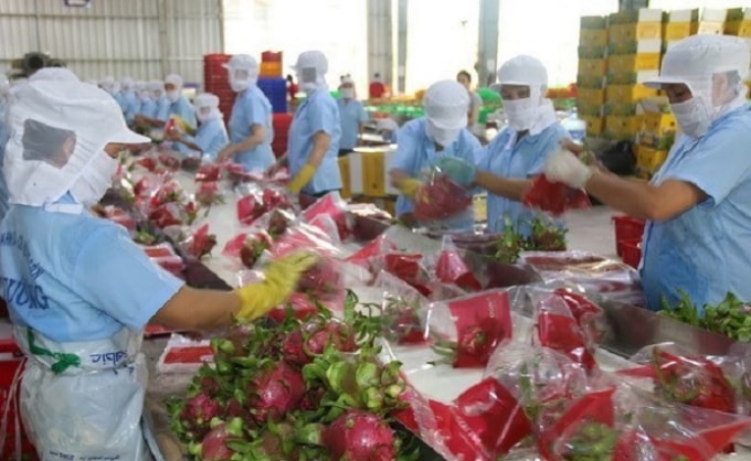 Đóng gọi thanh long chuẩn bị cho xuất khẩu. Ảnh minh họa