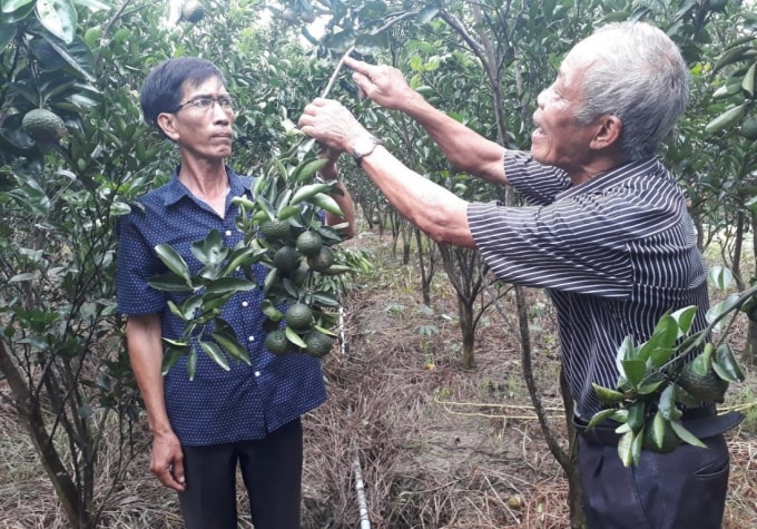 Thu hoạch từ trái cây mang đến thu nhập cao cho người dân U Minh.