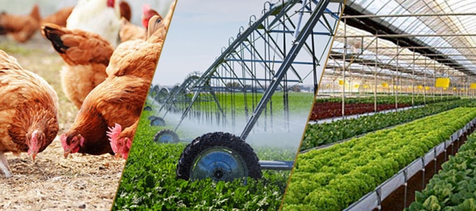 Để phát triển ngành công nghiệp chế biến thực phẩm bền vững cần có sự đầu tư bài bản vào sản xuất nông nghiệp. (Ảnh minh họa)