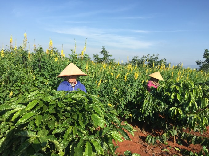 Nguồn vốn cho vay của Agribank đã hỗ trợ, tạo điều kiện cho các địa phương hình thành các vùng chuyên canh sản xuất nông sản hàng hóa lớn mang lại hiệu quả kinh tế cao.