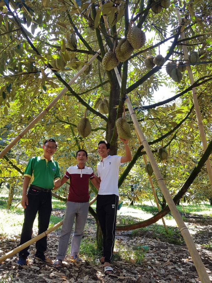 Sầu riêng Khánh Sơn “bội thu” nhờ sử dụng NPK Phú Mỹ.