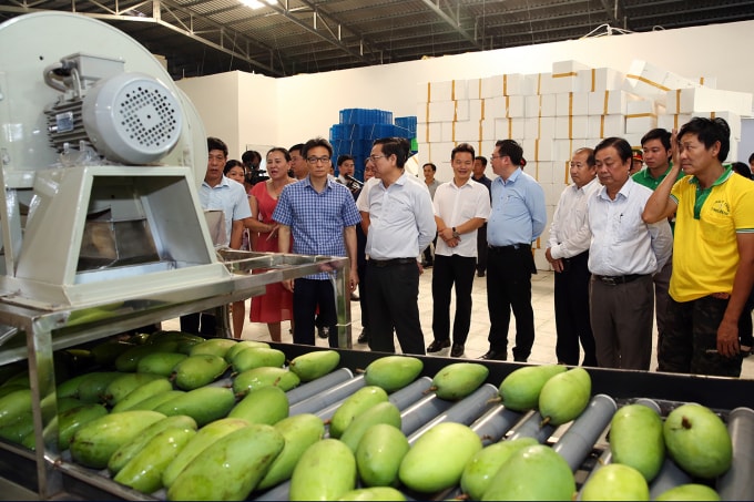 Phó Thủ tướng thăm một cơ sở xuất khẩu xoài tươi tại TP. Cao Lãnh. Ảnh: VGP