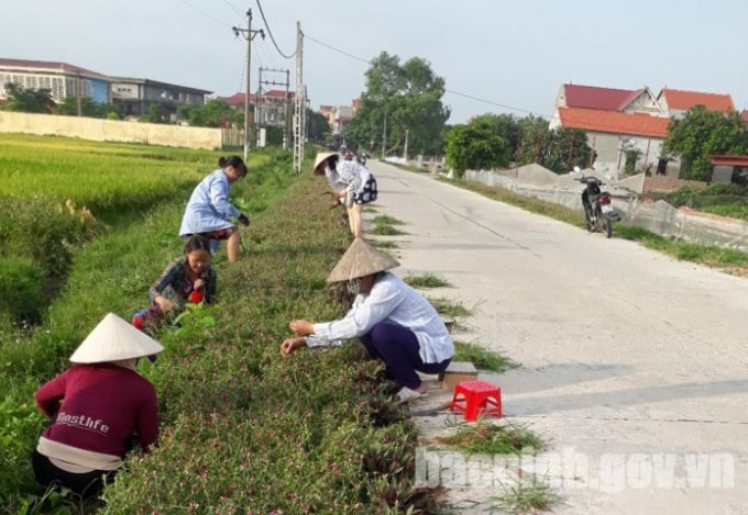 Hội viên Hội LHPN phụ nữ huyện Lương Tài chăm sóc đường hoa hai bên đường.