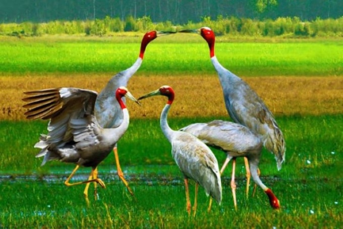 Sếu đầu đỏ, loài chim linh thiêng và quý hiếm. Ảnh: Nhà báo Trương Thanh Nhã