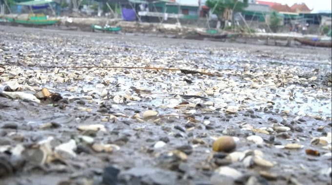 Ngao chết hàng loạt gây thiệt hại lớn về kinh tế cho người dân.