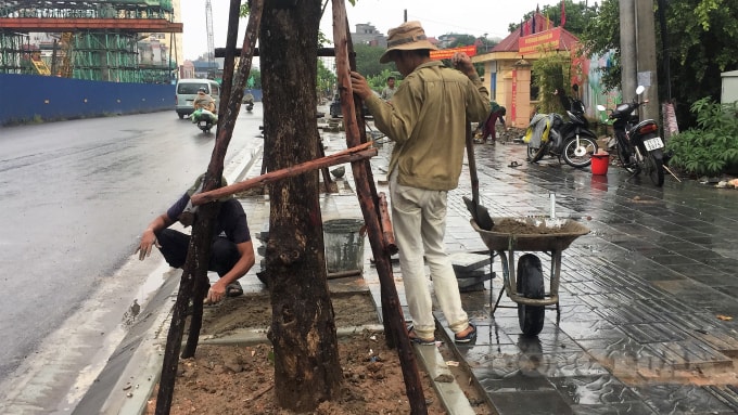 Vỉa hè hai bên đường đã được trồng cây xanh và làm trụ giữ cây chắc chắn khi có mưa lớn