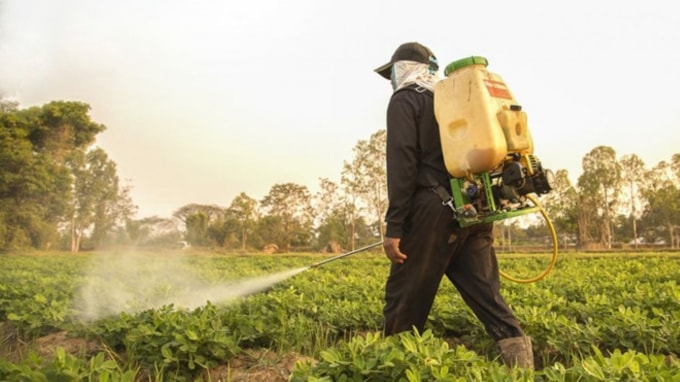 Việc lạm dụng thuốc trừ sâu trong nông nghiệp càng khiến thuốc trừ sâu giả có đất sống. Ảnh minh họa.