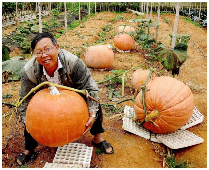 Anh Lê Hữu Phan bên các trái bí ngô 