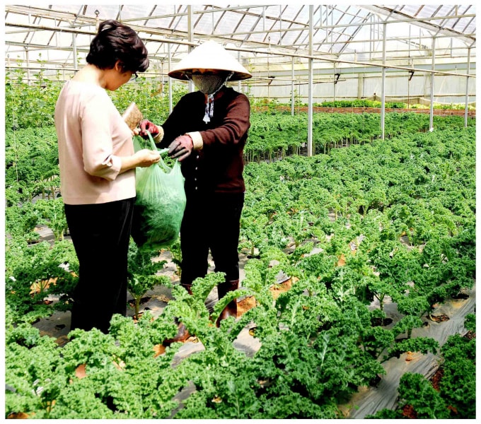 Du khách mua rau sạch tại vườn của anh Phan.
