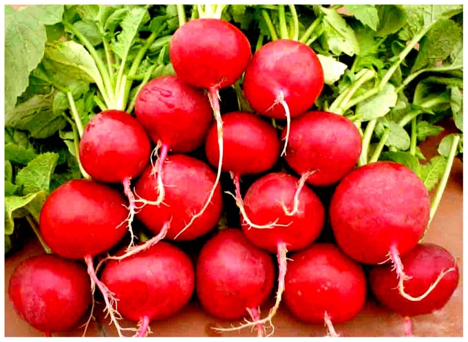 Củ cải đỏ cũng được anh Phan trồng trong nhà kính.