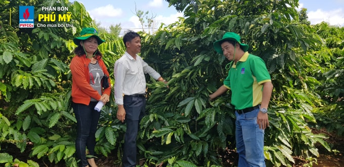 Vườn cà phê của anh Nguyễn Đình Sơn luôn nhận được sự tư vấn kỹ thuật tận tình của các kỹ sư phân bón Phú Mỹ 3.