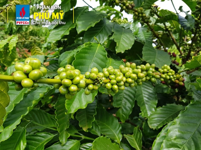 Vườn cà phê cho năng suất cao của anh Băng.