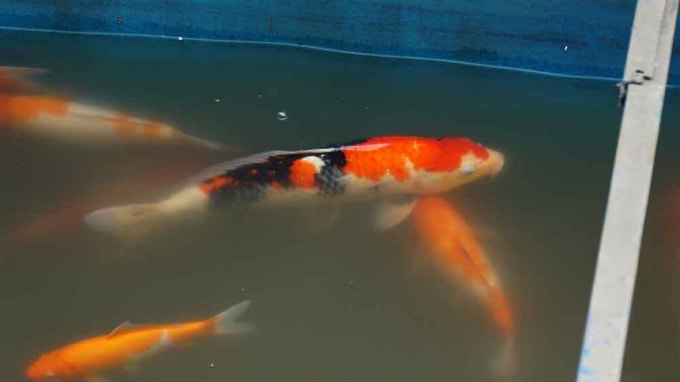 Nhiều con cá Koi đạt trọng lượng khoảng 500 Gram