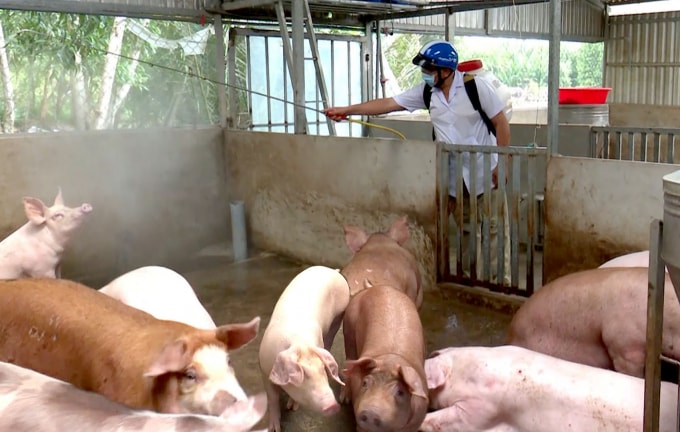 Cà Mau tăng cường công tác phòng chống dịch tả lợn Châu Phi.