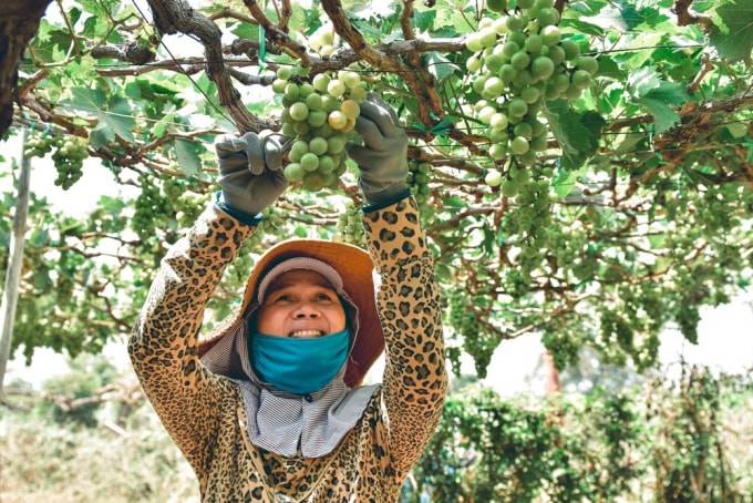 Nho là đặc sản độc đáo, khiến du khách không thể quên khi tới Ninh Thuận.