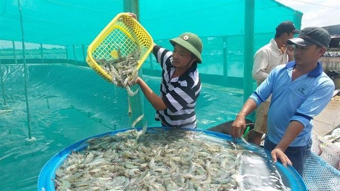 Phấn đấu đến năm 2025, Bạc Liêu đạt 1 tỷ USD về xuất khẩu thủy sản.