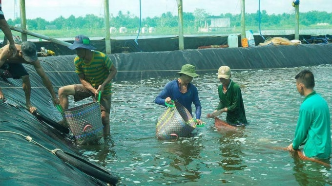 Nuôi tôm đang mang lại hiệu quả kinh tế cao cho người dân.