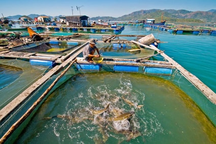 Phó Thủ tướng cũng yêu cầu đẩy mạnh nuôi trồng thuỷ hải sản, đặc biệt là phát triển mạnh ngành nuôi trồng trên biển (xác định các mô hình, cách làm hay, phù hợp, hiệu quả).
