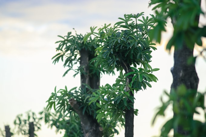 Nhiều cây hoa sữa đã trổ hoa, do mới trồng, cành và tán lá chưa nhiều nên hàng hoa sữa này chưa thể toả bóng mát cũng như ra được nhiều hoa như mong đợi. Ảnh Hà Long.