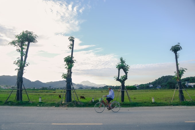 Sau gần 3 tháng, hàng cây hoa sữa được trồng dọc con đường dẫn vào bãi rác Nam Sơn bắt đầu ra những chồi non xanh tốt. Ảnh Hà Long.