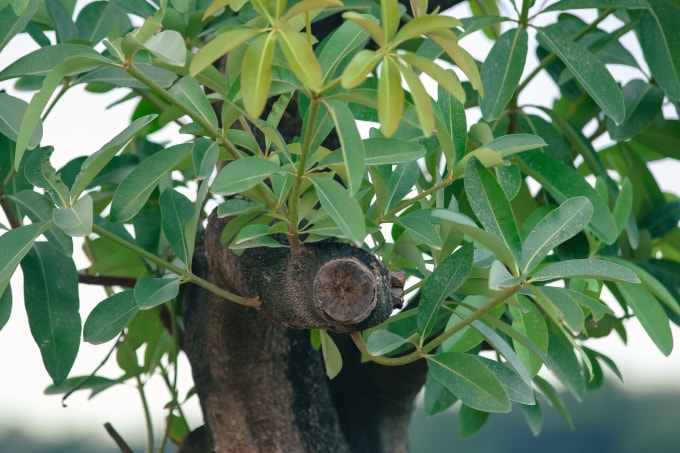 Đa số những cây hoa sữa này về cơ bản đã sinh trưởng và phát triển đều. Ảnh Hà Long.