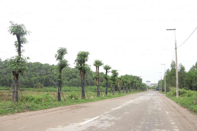 Hương thơm của hoa sữa đã bắt đầu thoảng nhẹ, thu hút nhiều loài côn trùng tìm đến mỗi ngày, mang đến diện mạo đầy sức sống cho con đường.